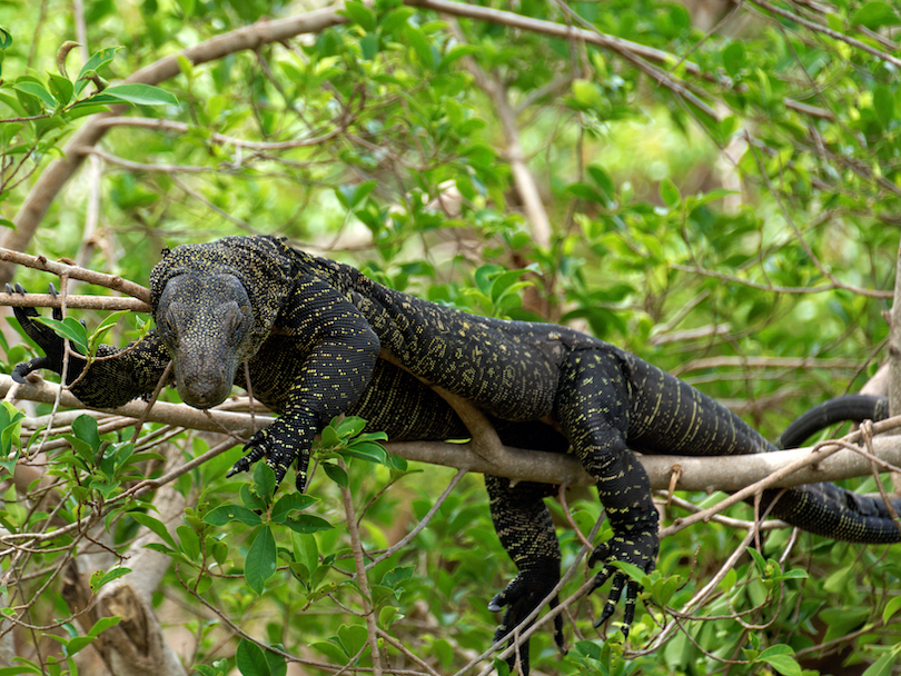 Crocodile Monitor