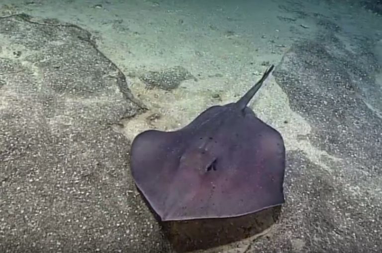 all-10-different-types-of-stingrays-around-the-world-with-photos