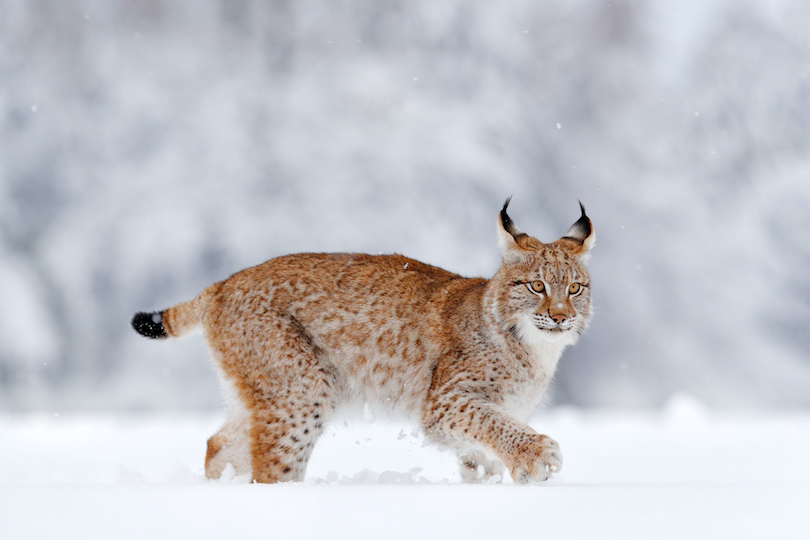 Eurasian Lynx