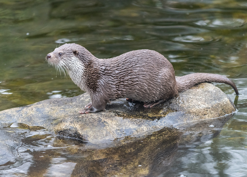 Eurasian otter