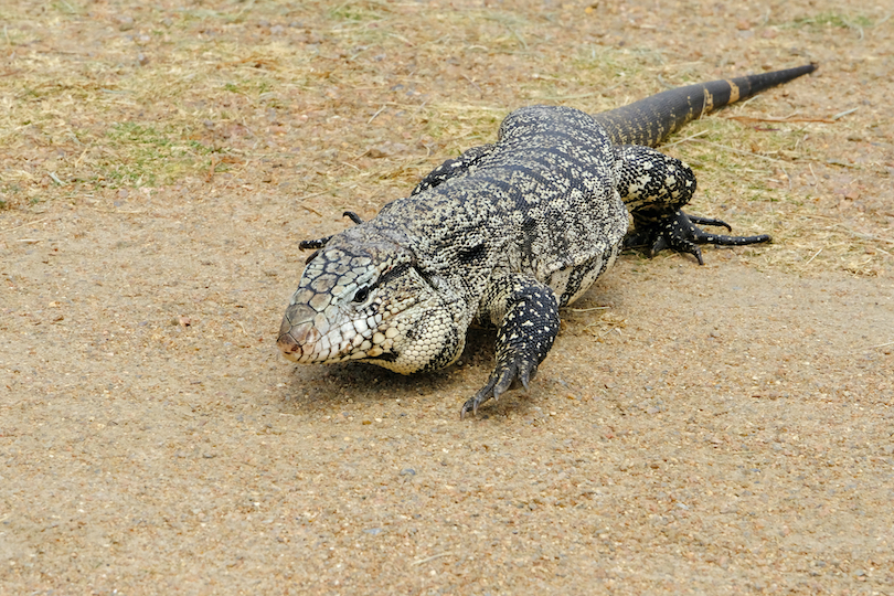 Giant Tegu