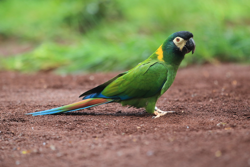 Golden-collared macaw