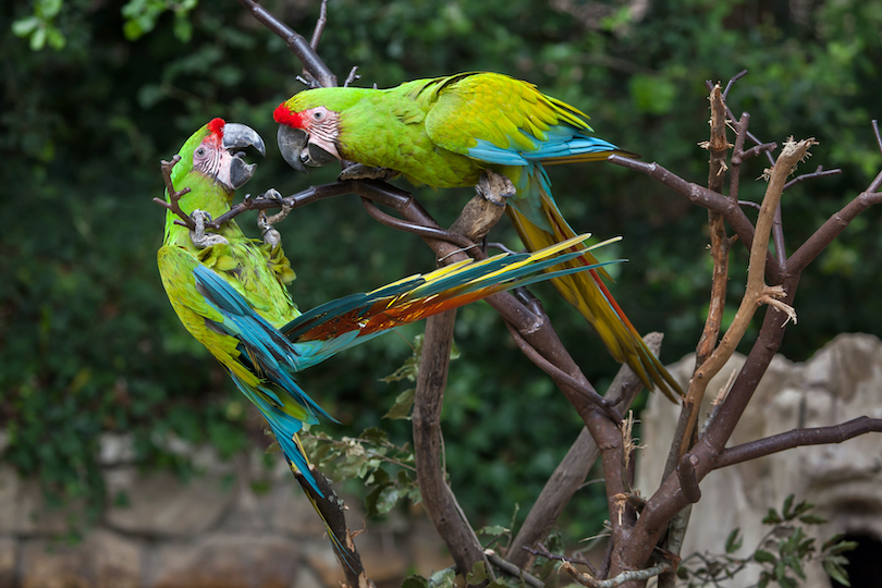 Great Green macaw