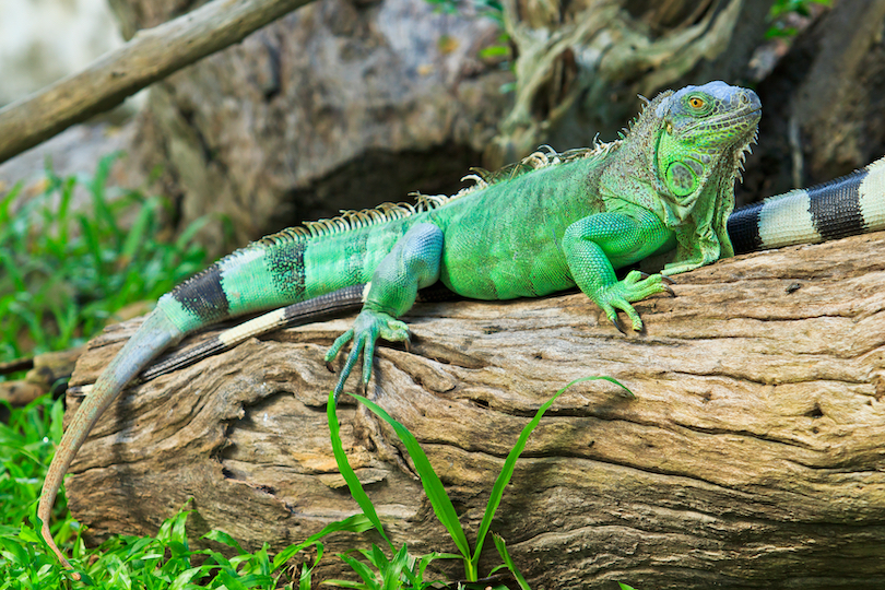 Green Iguana