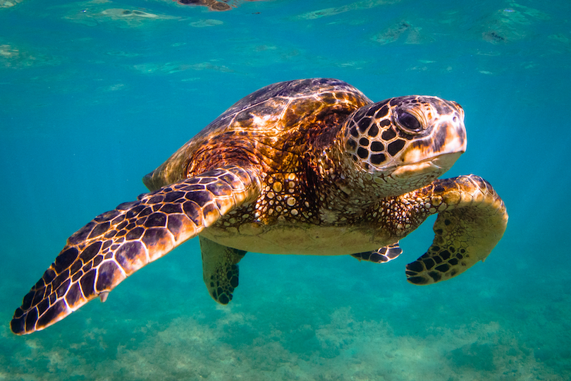 Green Sea Turtle