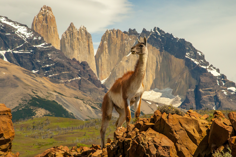 Guanaco