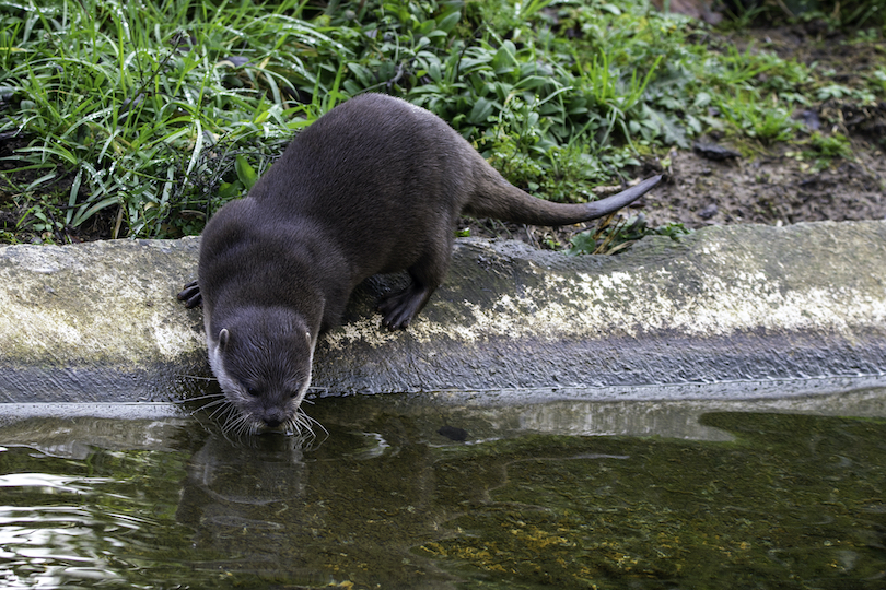 Hairy-nosed otter