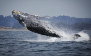 Different Types of Whales