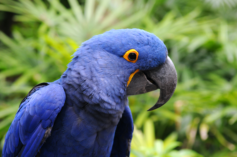 Hyacinth macaw