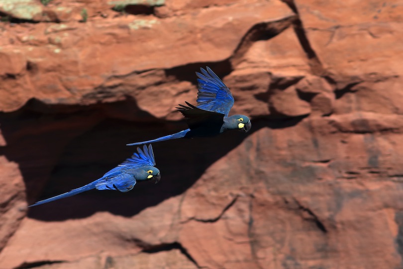 Indigo macaw