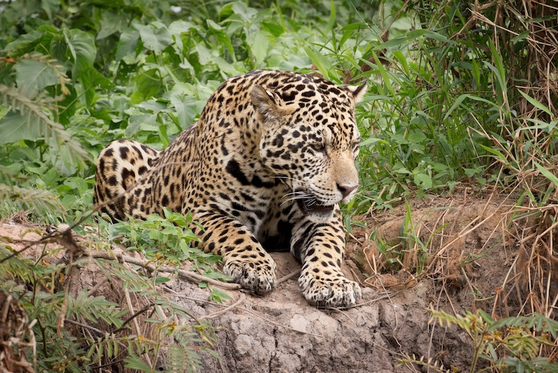 Jaguar