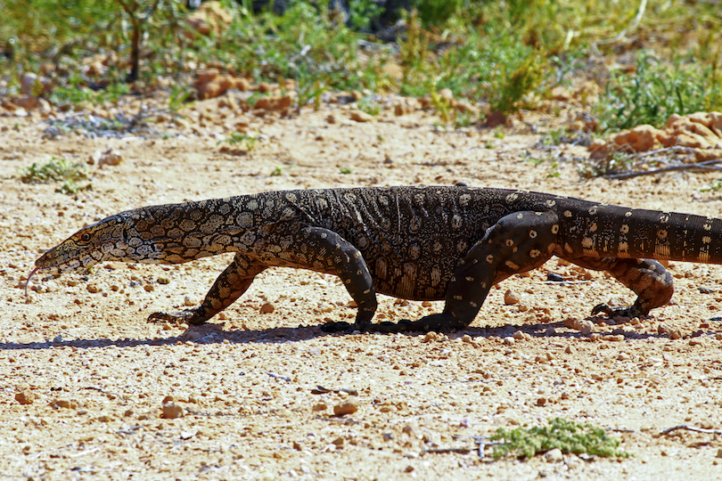 Lace Monitor