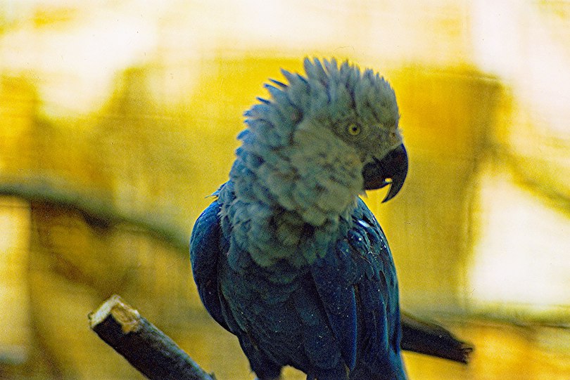 Little Blue macaw