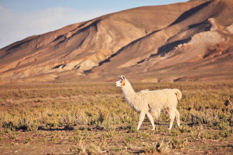 All 7 Different Types of Camels and Camelids (with Photos) - WildlifeTrip