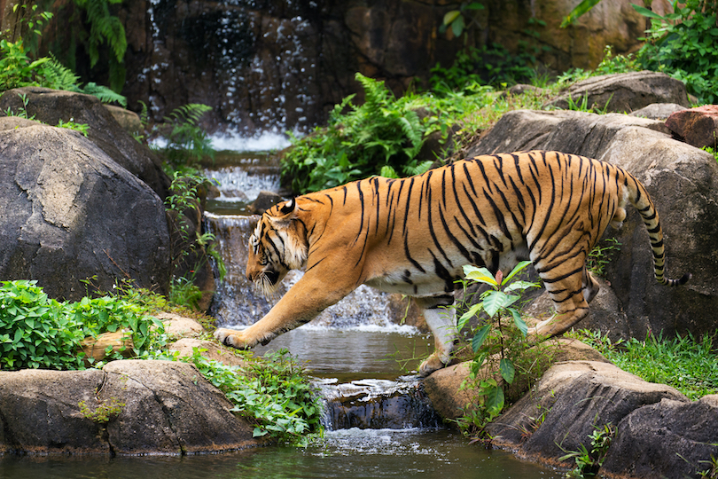 Malayan tiger