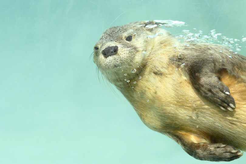 Marine otter