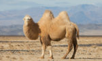 Different Types of Camels and Camelids