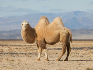 Different Types of Camels and Camelids