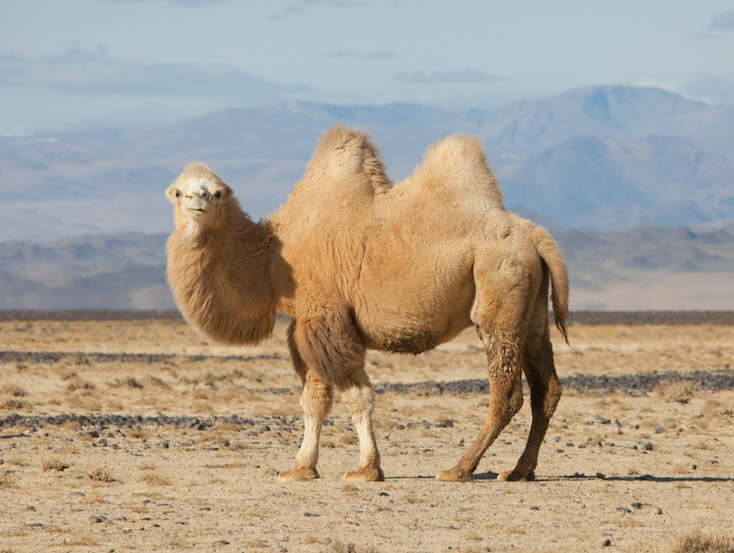 Mongolian camel