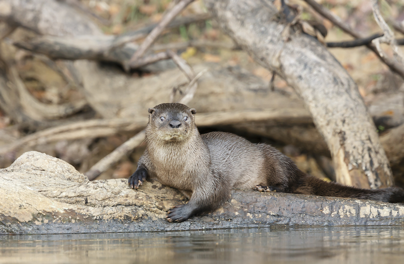 Neotropical river otter