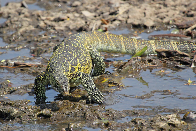 Nile Monitor