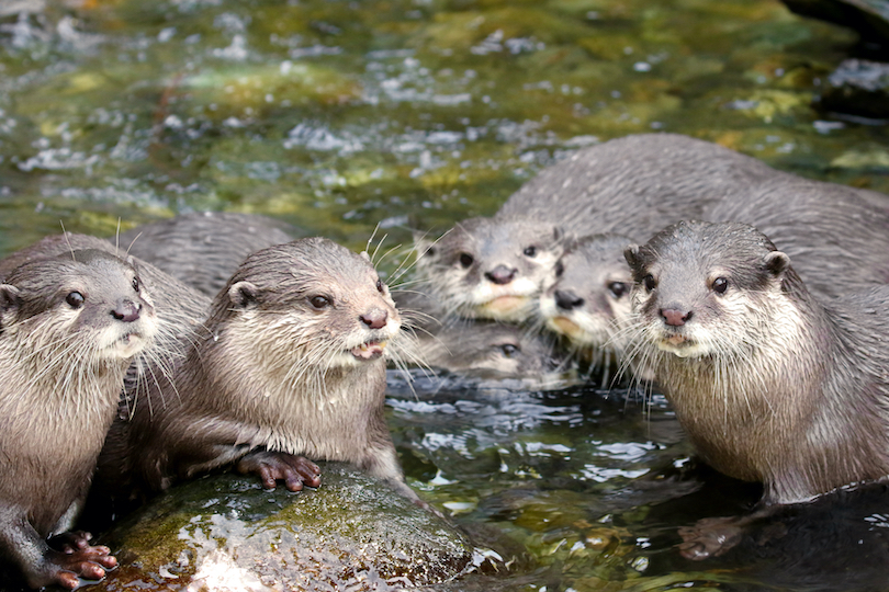 North American river otter