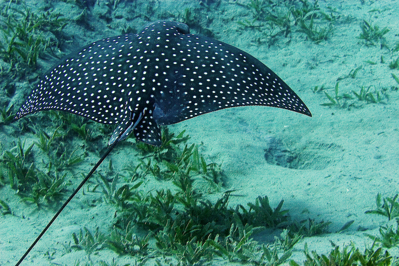 Pelagic eagle ray