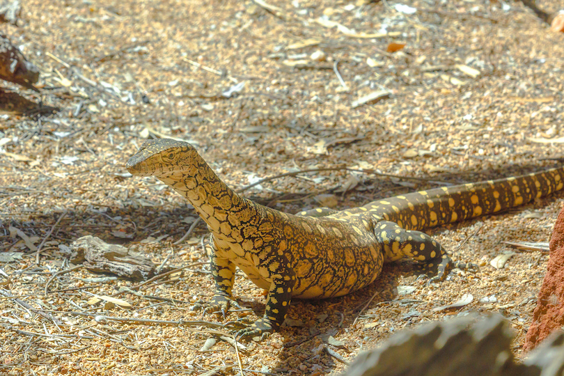 Perentie