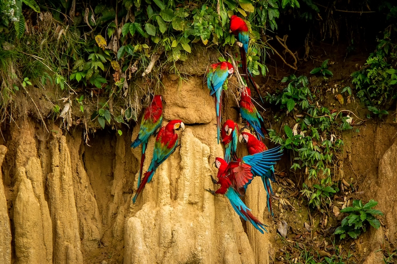 Red-and-green macaw