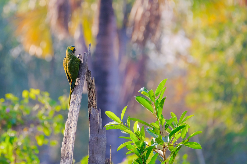 Red-bellied macaw