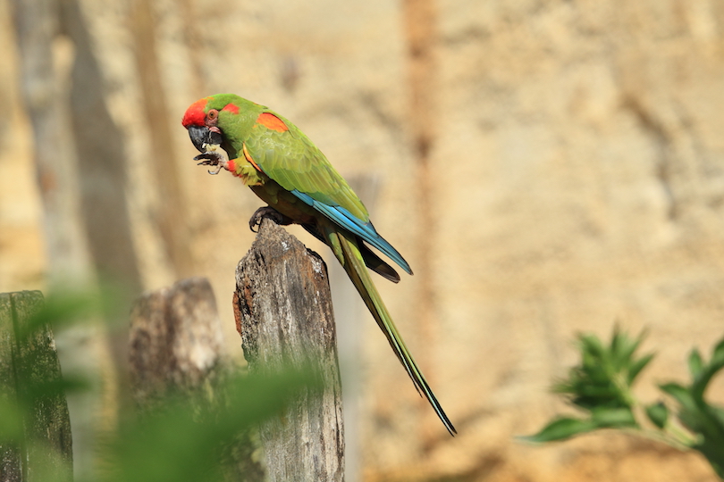 Red-fronted macaw