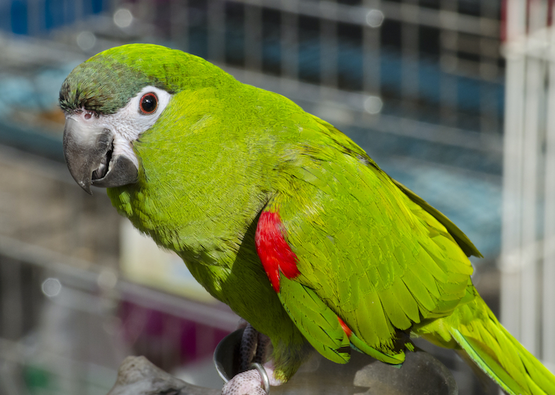 Red-shouldered macaw