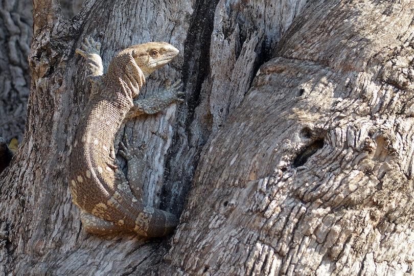 Rock Monitor