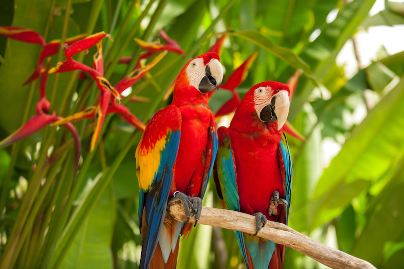 Scarlet macaw