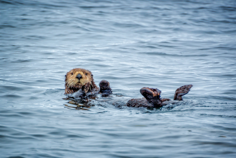 Sea otter