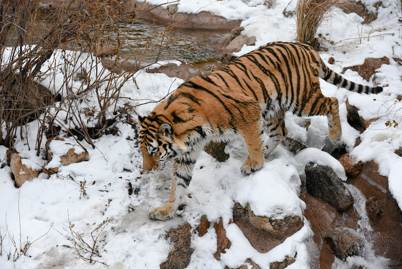 9 Different Types of Tigers around the World (with Photos) - WildlifeTrip