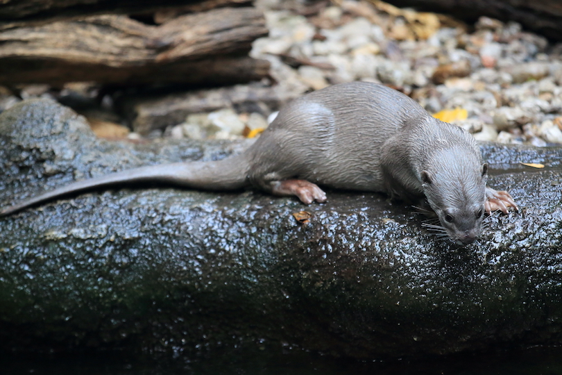 Smooth-coated otter