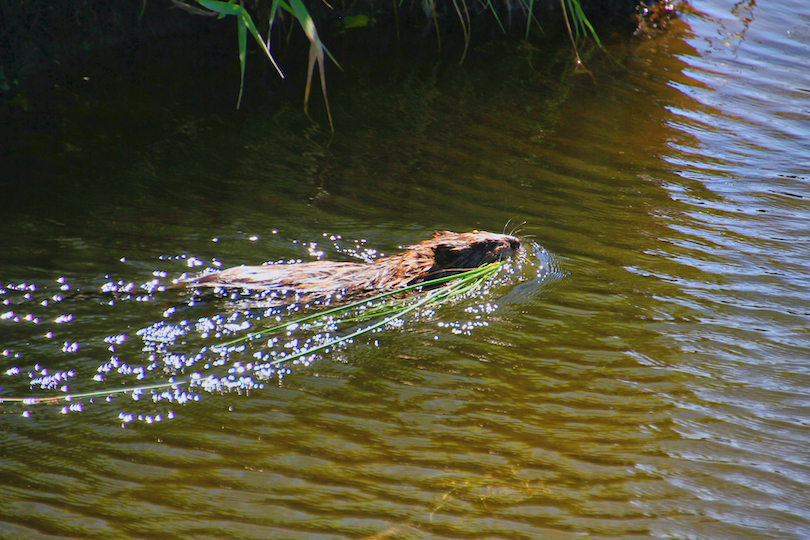 Southern river otter