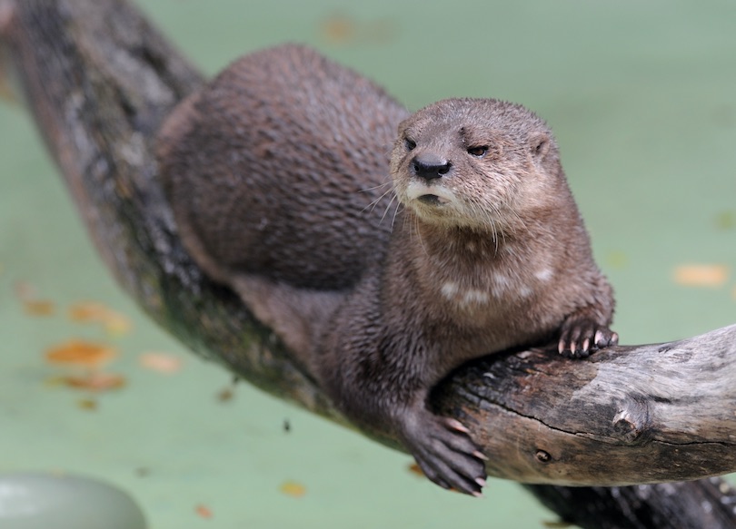 All 13 Different Types Of Otters Around The World With Photos Wildlifetrip