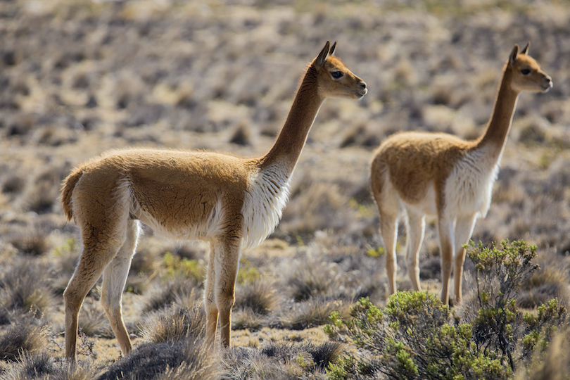 All 7 Different Types of Camels and Camelids (with Photos) - WildlifeTrip