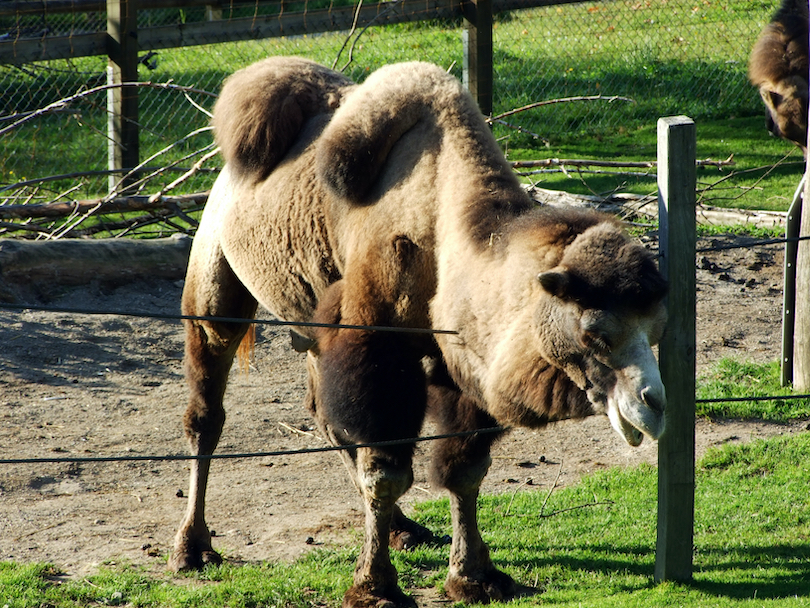 Wild Bactrian camel