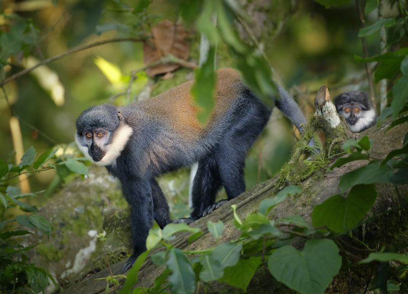 Allochrocebus monkey