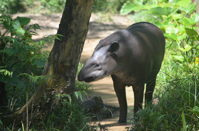 Amazonian Tapir