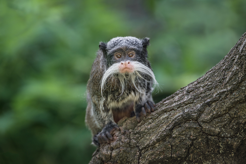 Bearded Emperor Tamarin