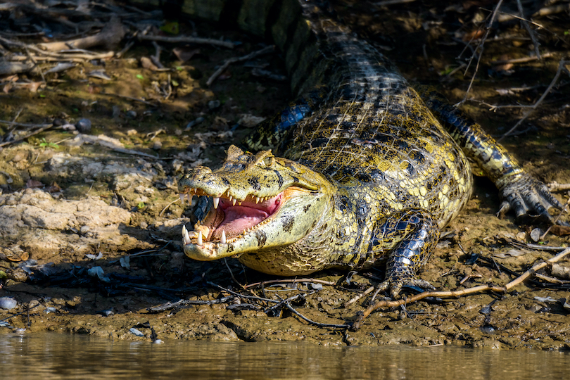 Black Caiman