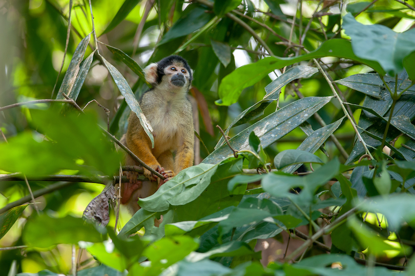 Black-capped Squirrel Monkey