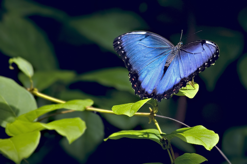 Blue Morpho Butterfly