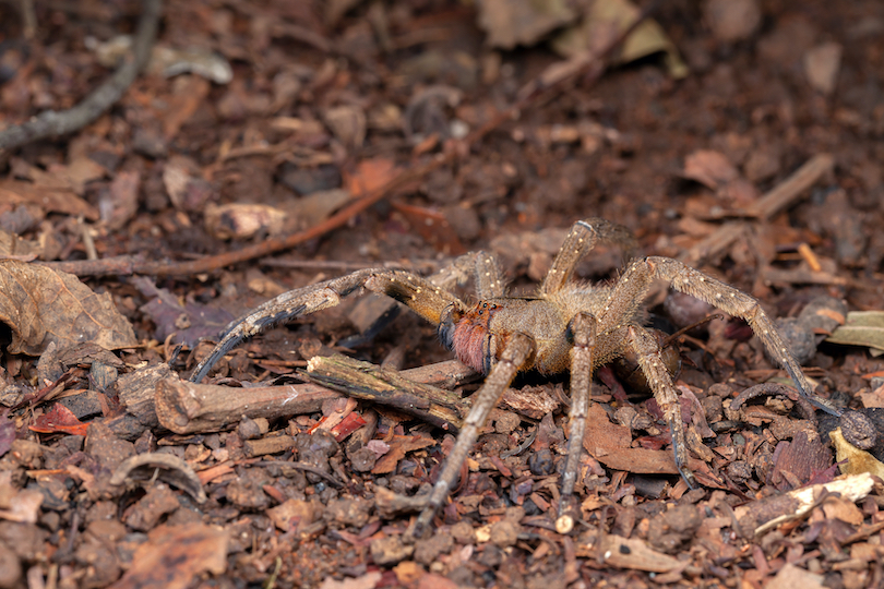 Brazilian Wandering Spider