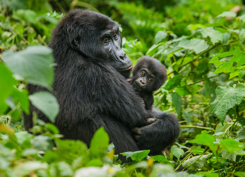 Bwindi gorilla