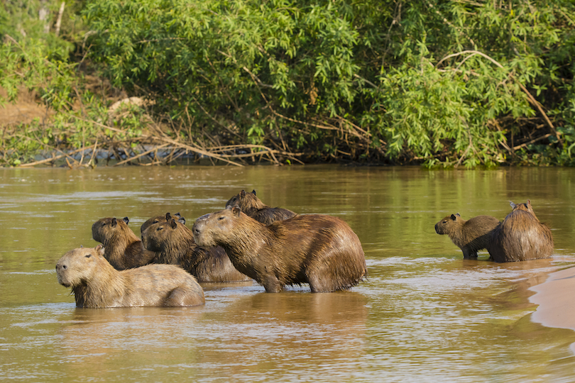 Capybara